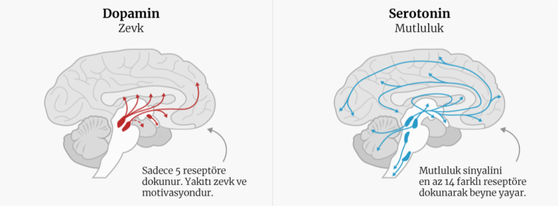 Serotonin ve Dopamin: Mutluluğun Gerçek Şifresi [2026] - Kapak Görseli