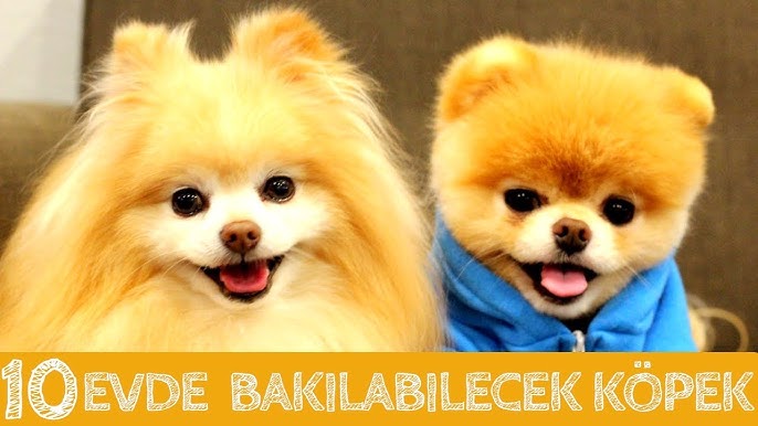 Apartmanda Beslenebilecek Süs Köpekleri [Uzman Seçimi] - Kapak Görseli